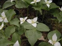 Pure white flowers of a good size.